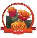 ΤΡΙΑΝΤΑΦΥΛΛΑ ΠΟΡΤΟΚΑΛΙ  ROSEN ESPANA 60cm 