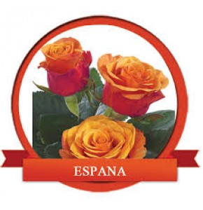 ΤΡΙΑΝΤΑΦΥΛΛΑ ΠΟΡΤΟΚΑΛΙ  ROSEN ESPANA 60cm 