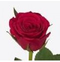 ΤΡΙΑΝΤΑΦΥΛΛΑ ΦΟΥΞ ROSEN  FUCHSIANA