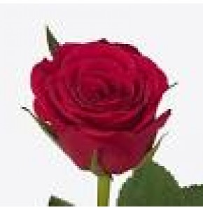 ΤΡΙΑΝΤΑΦΥΛΛΑ ΦΟΥΞ ROSEN  FUCHSIANA