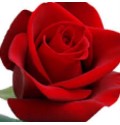 ΤΡΙΑΝΤΑΦΥΛΛΑ ΚΟΚΚΙΝΑ 60εκ.  ROSEN  FREEDOM