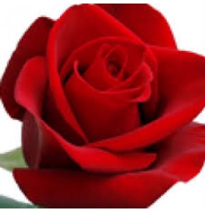 ΤΡΙΑΝΤΑΦΥΛΛΑ ΚΟΚΚΙΝΑ 60εκ.  ROSEN  FREEDOM