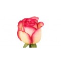 ΤΡΥΑΝΤΑΦΥΛΛΑ ΔΙΧΡΩΜΑ ROSEN GLOW