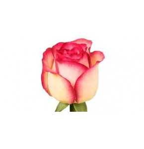 ΤΡΥΑΝΤΑΦΥΛΛΑ ΔΙΧΡΩΜΑ ROSEN GLOW