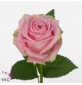 ΤΡΙΑΝΤΑΦΥΛΛΑ ΡΟΖ 60εκ  ROSEN  HEIDI