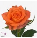 ΤΡΙΑΝΤΑΦΥΛΛΑ ΠΟΡΤΟΚΑΛΙ 60εκ  ROSEN  JULISCHKA
