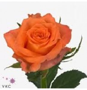 ΤΡΙΑΝΤΑΦΥΛΛΑ ΠΟΡΤΟΚΑΛΙ 60εκ  ROSEN  JULISCHKA