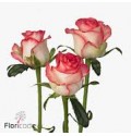 ΤΡΙΑΝΤΑΦΥΛΛΑ ΔΙΧΡ.-ΡΟΖ 60εκ ΕΛΛΗΝΙΚΑ  ROSEN  JUMILIA  60cm