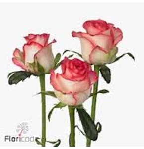 ΤΡΙΑΝΤΑΦΥΛΛΑ ΔΙΧΡ.-ΡΟΖ 60εκ ΕΛΛΗΝΙΚΑ  ROSEN  JUMILIA  60cm