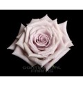 ΤΡΙΑΝΤΑΦΥΛΛΑ ΜΕΝΤΑ 50εκ. ROSEN MENTA 50cm