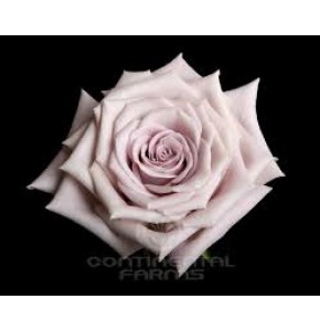 ΤΡΙΑΝΤΑΦΥΛΛΑ ΜΕΝΤΑ 50εκ. ROSEN MENTA 50cm