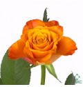 ΤΡΙΑΝΤΑΦΥΛΛΑ ΠΟΡΤΟΚΑΛΙ 60εκ.  ROSEN MARIYO