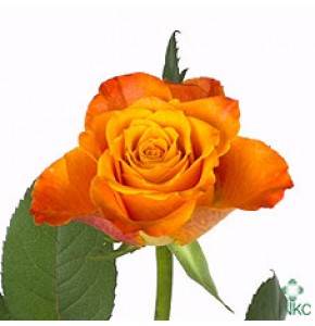 ΤΡΙΑΝΤΑΦΥΛΛΑ ΠΟΡΤΟΚΑΛΙ 60εκ.  ROSEN MARIYO