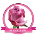 ΤΡΙΑΝΤΑΦΥΛΛΑ  ΜΟΒ 60εκ. ROSEN NEW ORLEANS 60cm