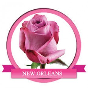 ΤΡΙΑΝΤΑΦΥΛΛΑ  ΜΟΒ 60εκ. ROSEN NEW ORLEANS 60cm