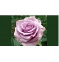 ΤΡΙΑΝΤΑΦΥΛΛΑ ΛΙΛΑ 60cm  ROSEN NIGHTINGALE