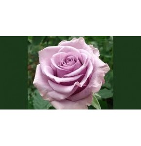 ΤΡΙΑΝΤΑΦΥΛΛΑ ΛΙΛΑ 60cm  ROSEN NIGHTINGALE