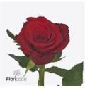 ΤΡΙΑΝΤΑΦΥΛΛΑ ΚΟΚΚΙΝΑ 60εκ. ROSEN RED TORCH 60cm