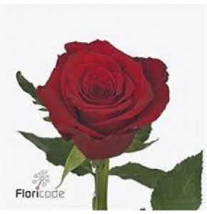 ΤΡΙΑΝΤΑΦΥΛΛΑ ΚΟΚΚΙΝΑ 60εκ. ROSEN RED TORCH 60cm