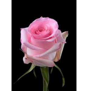 ΤΡΙΑΝΤΑΦΥΛΛΑ ΡΟΖ 60εκ. ΕΛΛΗΝΙΚΑ  ROSEN REVIVAL