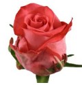 ΤΡΙΑΝΤΑΦΥΛΛΑ ΚΟΡΑΛΙ 60εκ. ROSEN SANKARA 60cm