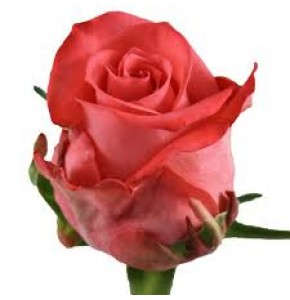 ΤΡΙΑΝΤΑΦΥΛΛΑ ΚΟΡΑΛΙ 60εκ. ROSEN SANKARA 60cm