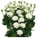 ΤΡΙΑΝΤΑΦΥΛΛΑ ΜΠΟΥΤΟΝ ΛΕΥΚΑ 50εκ. ROSEN TR. SNOW FLAKE 50cm