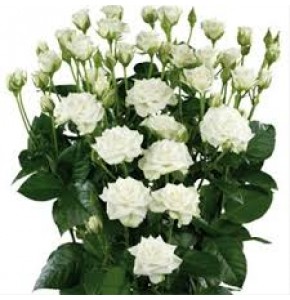 ΤΡΙΑΝΤΑΦΥΛΛΑ ΜΠΟΥΤΟΝ ΛΕΥΚΑ 50εκ. ROSEN TR. SNOW FLAKE 50cm
