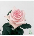 ΤΡΙΑΝΤΑΦΥΛΛΑ ΡΟΖ 60εκ. ROSEN SWEET AKITO 60cm