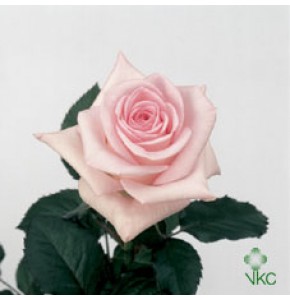 ΤΡΙΑΝΤΑΦΥΛΛΑ ΡΟΖ 60εκ. ROSEN SWEET AKITO 60cm