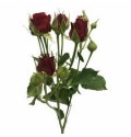 ΤΡΙΑΝΤΑΦΥΛΛΑ ΜΠΟΥΤΟΝ ΚΟΚΚΙΝΑ 70εκ. ROSEN TR  MIRABEL 70cm