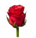 ΤΡΙΑΝΤΑΦΥΛΛΑ ΦΟΥΞ  60εκ.  ROSEN TACAZZI