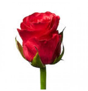 ΤΡΙΑΝΤΑΦΥΛΛΑ ΦΟΥΞ  60εκ.  ROSEN TACAZZI