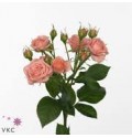 ΤΡΙΑΝΤΑΦΥΛΛΑ ΜΠΟΥΤΟΝ ΡΟΖ  ROSEN TR  ODILIA