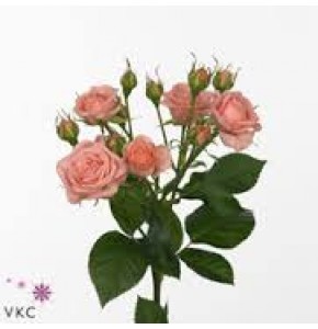 ΤΡΙΑΝΤΑΦΥΛΛΑ ΜΠΟΥΤΟΝ ΡΟΖ  ROSEN TR  ODILIA