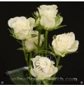 ΤΡΙΑΝΤΑΦΥΛΛΑ ΜΠΟΥΤΟΝ ΛΕΥΚΑ  ROSEN  TR  SNOWFLAKE