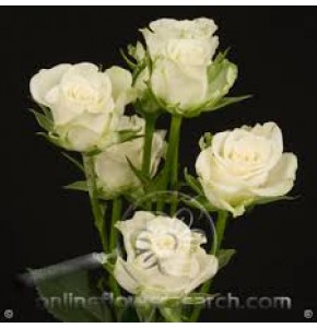 ΤΡΙΑΝΤΑΦΥΛΛΑ ΜΠΟΥΤΟΝ ΛΕΥΚΑ  ROSEN  TR  SNOWFLAKE