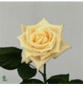 ΤΡΙΑΝΤΑΦΥΛΛΑ ΕΚΡΟΥ 60εκ.  ROSEN  VENDELA