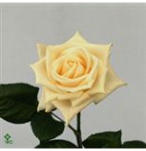 ΤΡΙΑΝΤΑΦΥΛΛΑ ΕΚΡΟΥ 60εκ.  ROSEN  VENDELA