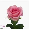 ΤΡΙΑΝΤΑΦΥΛΛΑ ΡΟΖ 60εκ.  ROSEN WHAM 60cm