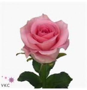 ΤΡΙΑΝΤΑΦΥΛΛΑ ΡΟΖ 60εκ.  ROSEN WHAM 60cm
