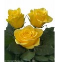 ΤΡΙΑΝΤΑΦΥΛΛΑ ΚΙΤΡΙΝΑ 60εκ.  ROSEN YELLOWEEN 60cm