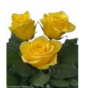 ΤΡΙΑΝΤΑΦΥΛΛΑ ΚΙΤΡΙΝΑ 60εκ.  ROSEN YELLOWEEN 60cm
