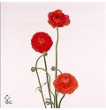 ΝΕΡΑΝΓΚΟΥΛΑ ΠΟΡΤ.   -RANUNGULUS  ORANGE