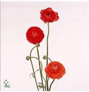 ΝΕΡΑΝΓΚΟΥΛΑ ΠΟΡΤ.   -RANUNGULUS  ORANGE