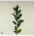 ΡΟΥΣΚΟΣ............................-RUSCUS