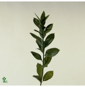 ΡΟΥΣΚΟΣ............................-RUSCUS