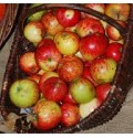 ΜΗΛΑ ΚΑΛΛΩΠΙΣΤΙΚΑ  MALUS RED PER BAK