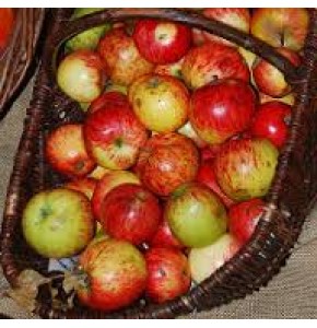ΜΗΛΑ ΚΑΛΛΩΠΙΣΤΙΚΑ  MALUS RED PER BAK