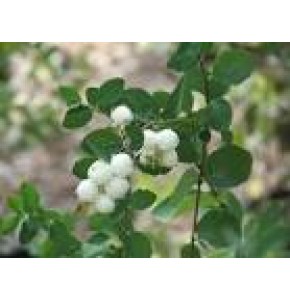 ΣΙΜΦΟΡΙΚΑΡΠΟΣ  ΛΕΥΚΟΣ  SYMPHORICARPUS  SNOWFLAKE